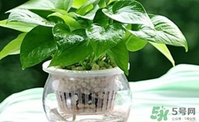 綠蘿葉子發(fā)黃怎么辦？綠籮多久澆一次水？