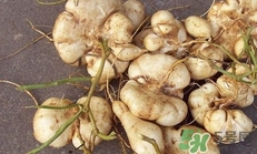 生吃土瓜有什么好處？土瓜生吃的功效與作用