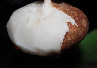 生吃土瓜有什么好處？土瓜生吃的功效與作用