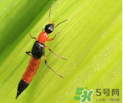隱翅蟲和蚊蟲的區(qū)別？隱翅蟲和蚊蟲有什么不一樣？