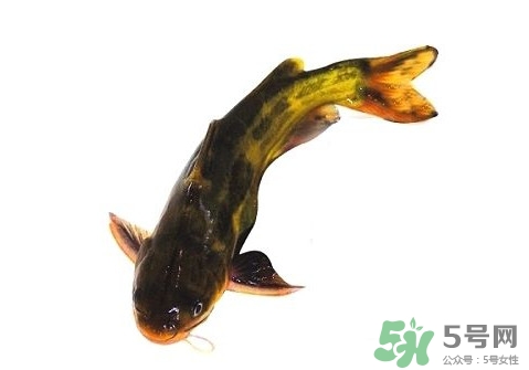 黃顙魚有毒嗎？黃顙魚的營養(yǎng)價(jià)值