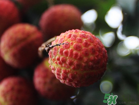 五月份有荔枝嗎？5月份有荔枝嗎？