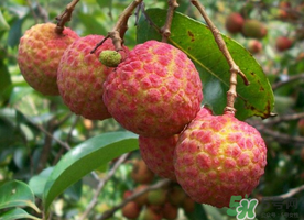 五月份有荔枝嗎？5月份有荔枝嗎？