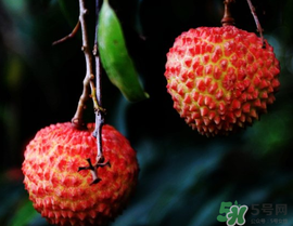 五月份有荔枝嗎？5月份有荔枝嗎？