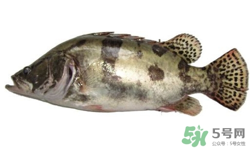 鱖魚怎么讀？鱖魚是什么魚