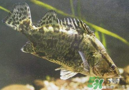 鱖魚怎么養(yǎng)？鱖魚養(yǎng)殖技術