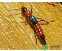 隱翅蟲和蚊蟲的區(qū)別？隱翅蟲和蚊蟲有什么不一樣？