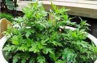 菊花腦是什么？菊花腦是野菊花嗎