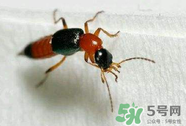 被隱翅蟲咬了后怎么辦？隱翅蟲如何預(yù)防和治療咬傷？
