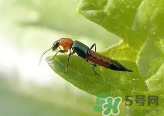 被隱翅蟲咬了后怎么辦？隱翅蟲如何預(yù)防和治療咬傷？