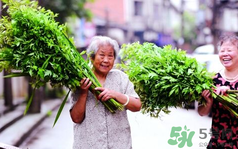 端午節(jié)前后出沒的毒蟲有哪些？端午節(jié)前后如何預防毒蟲？