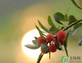楊梅可以帶上飛機(jī)嗎？飛機(jī)能帶楊梅嗎？