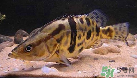 鱖魚怎么養(yǎng)？鱖魚養(yǎng)殖技術
