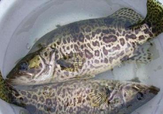 鱖魚是桂魚嗎？鱖魚和桂魚的區(qū)別