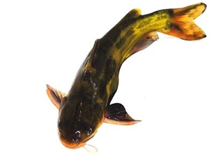 黃顙魚有毒嗎？黃顙魚的營養(yǎng)價值
