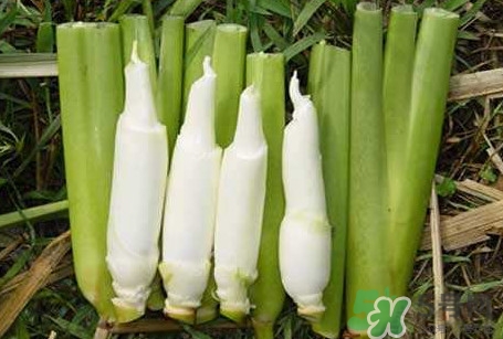 茭白怎么處理？茭白要去皮嗎