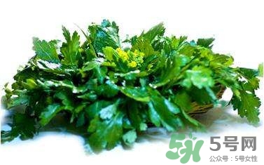菊花腦是什么？菊花腦是野菊花嗎