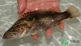 鱖魚怎么養(yǎng)？鱖魚養(yǎng)殖技術