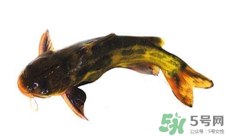 黃顙魚有毒嗎？黃顙魚的營養(yǎng)價(jià)值