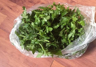 菊花腦怎么種？菊花腦怎么摘