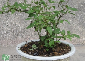 盆栽樹莓怎么養(yǎng)？盆栽樹莓的種植方法