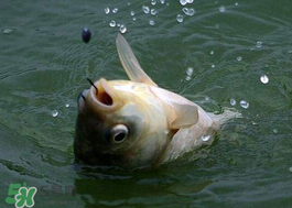 小滿怎么釣魚(yú)？小滿釣魚(yú)技巧
