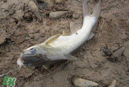 小滿怎么釣魚(yú)？小滿釣魚(yú)技巧
