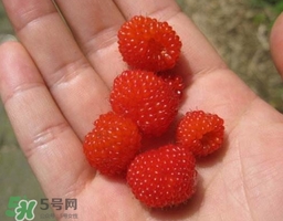 覆盆子的熱量高嗎？覆盆子可以減肥嗎？
