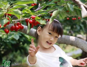 5月份還有櫻桃摘嗎？5月份哪里可以摘櫻桃？