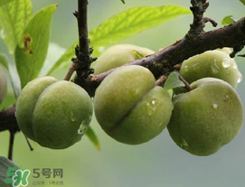 吃李子牙齒酸怎么辦？為什么吃多了李子牙會酸？