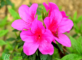 五月還有杜鵑花嗎？杜鵑花什么時候開？