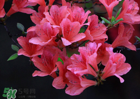 五月還有杜鵑花嗎？杜鵑花什么時候開？