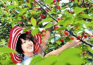5月份還有櫻桃摘嗎？5月份哪里可以摘櫻桃？