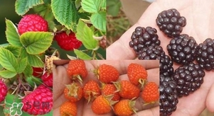 盆栽樹莓怎么養(yǎng)？盆栽樹莓的種植方法