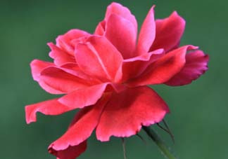 五月還有杜鵑花嗎？杜鵑花什么時候開？