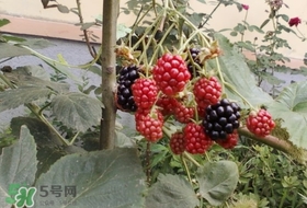 盆栽樹莓怎么養(yǎng)？盆栽樹莓的種植方法