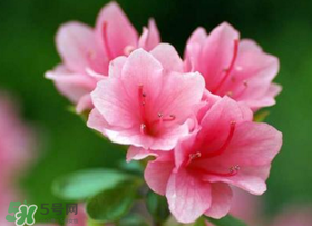 五月還有杜鵑花嗎？杜鵑花什么時候開？