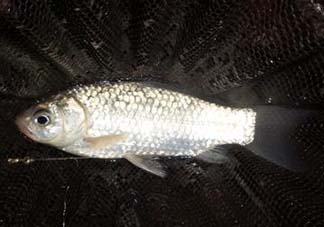 小滿怎么釣魚？小滿釣魚技巧