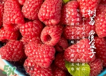 刺泡的熱量 刺泡可以減肥嗎？