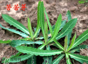 苦苦菜怎么腌制？怎樣腌制苦苦菜？