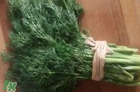 茴香菜是什么菜？茴香菜是香菜嗎