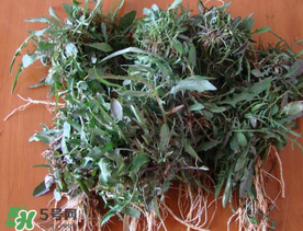 苦菜根能吃嗎？苦菜根的功效與作用