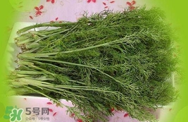 茴香菜是酸性還是堿性？什么人不能吃茴香菜