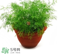 茴香菜什么時候種？茴香菜什么季節(jié)吃