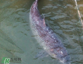 端午節(jié)好釣魚嗎?？端午節(jié)可以釣魚嗎？