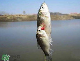 端午節(jié)好釣魚嗎?？端午節(jié)可以釣魚嗎？