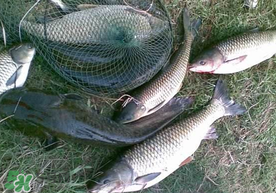 端午節(jié)好釣魚嗎?？端午節(jié)可以釣魚嗎？