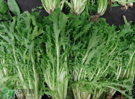 苦菜和羊肉能一起吃嗎？苦菜能和羊肉一起吃嗎？