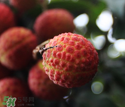 荔枝一天吃多少合適？荔枝一天最多吃幾個(gè)？