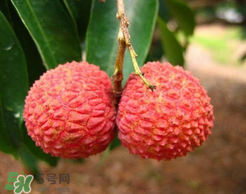 荔枝一天吃多少合適？荔枝一天最多吃幾個(gè)？